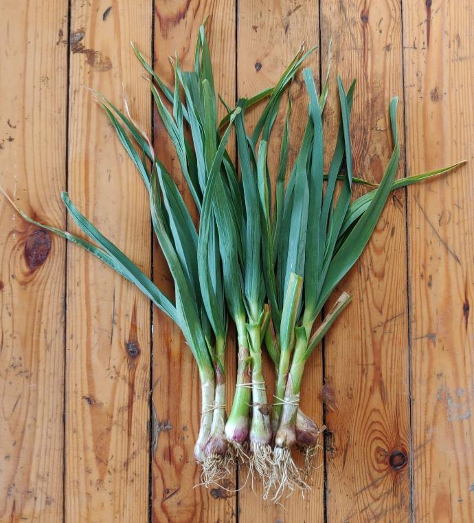 Aillet BIO - 10 bottes