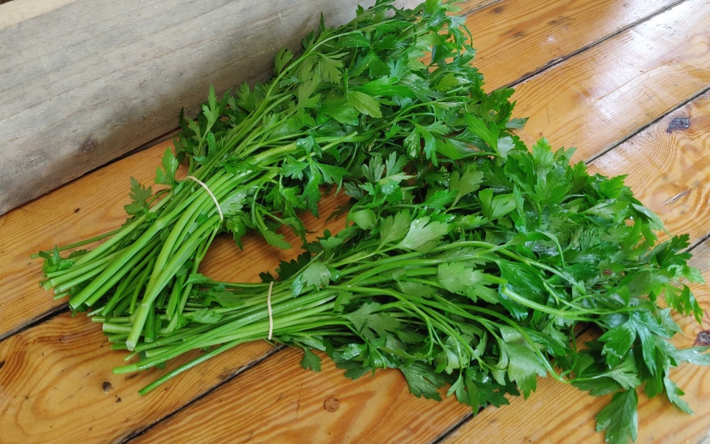 Persil Plat BIO - 10 bottes