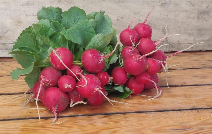 Radis rouge BIO - 10 bottes