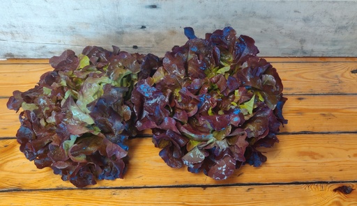 Laitue FDC Rouge BIO - 6 Pc