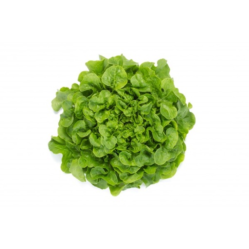 Laitue FDC Verte BIO - 8 Pc