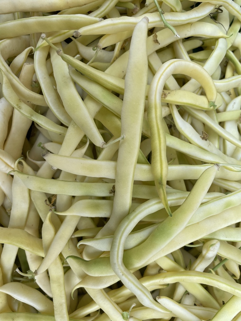 Haricot jaune Beurre BIO - 3 Kg