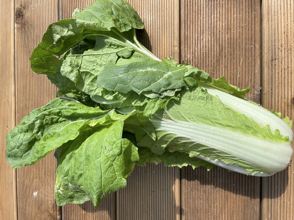 Chou Chinois Pe-Tsaï BIO - 6 Pc