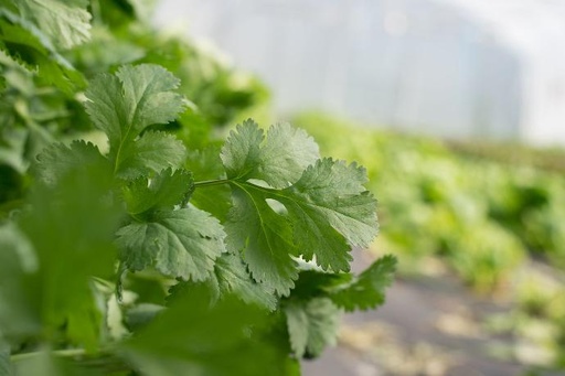 Coriandre BIO - 10 bottes