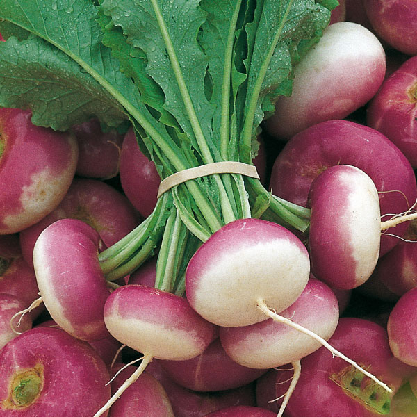 Navet Violet Botte BIO - 10 Bottes