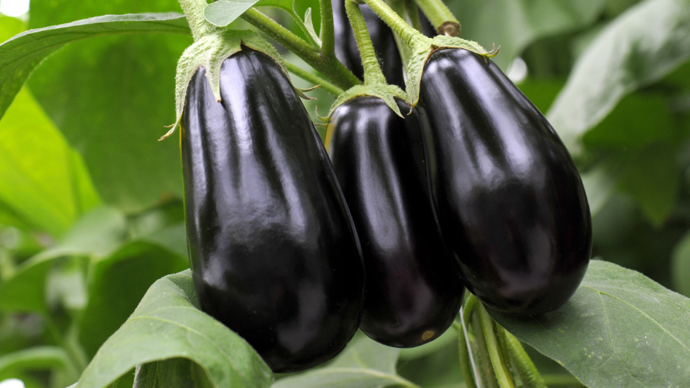 Aubergine noire  BIO - 3 Kg