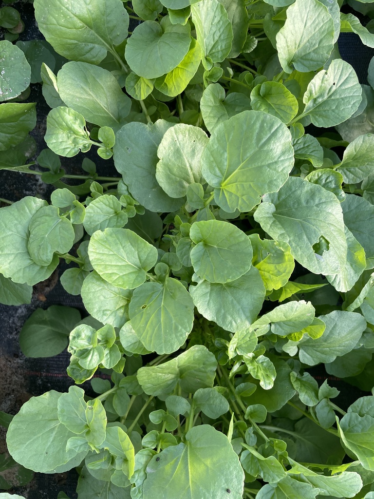 Cresson de jardin BIO - 10 Bottes