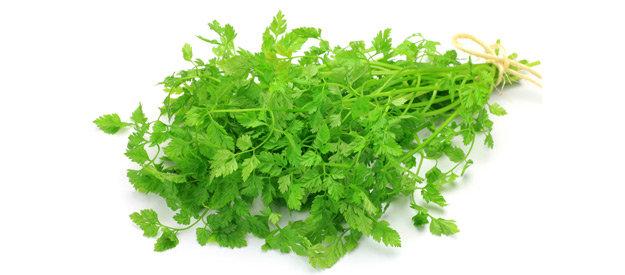 Cerfeuil BIO - 10 bottes