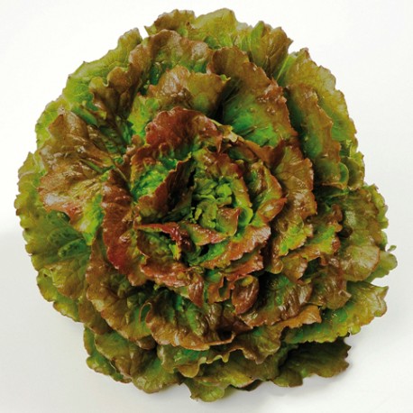 Batavia Rouge BIO - 6 pc