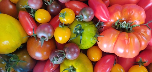 Tomate variété ancienne BIO - 5 kg