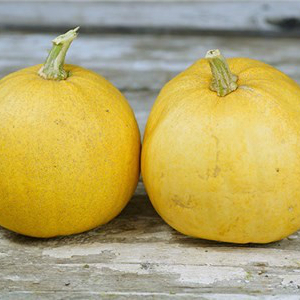 Courge - Melonette BIO - 12 kg