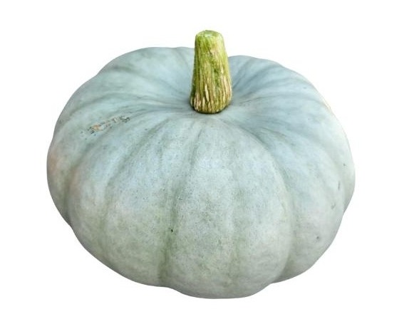 Potiron -  Bleu de Hongrie BIO - 12 Kg