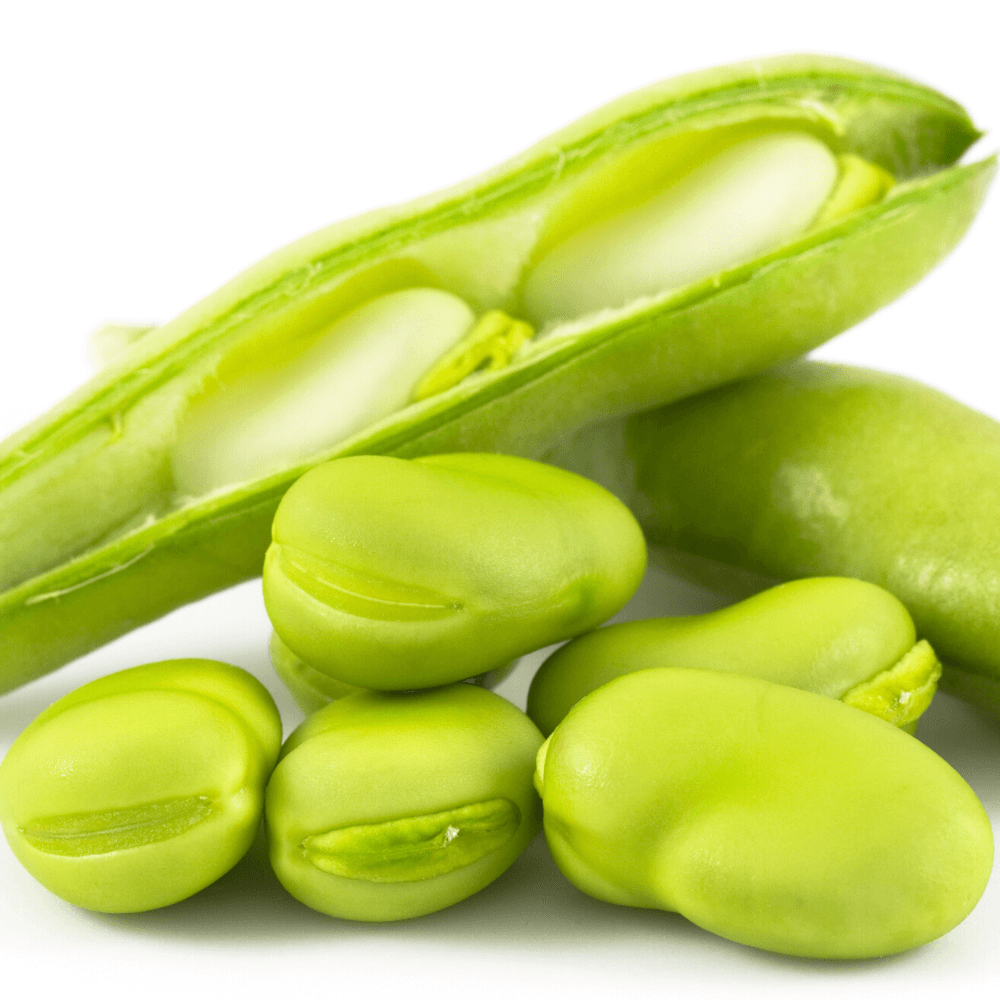 Fève des marais BIO - 3 Kg 