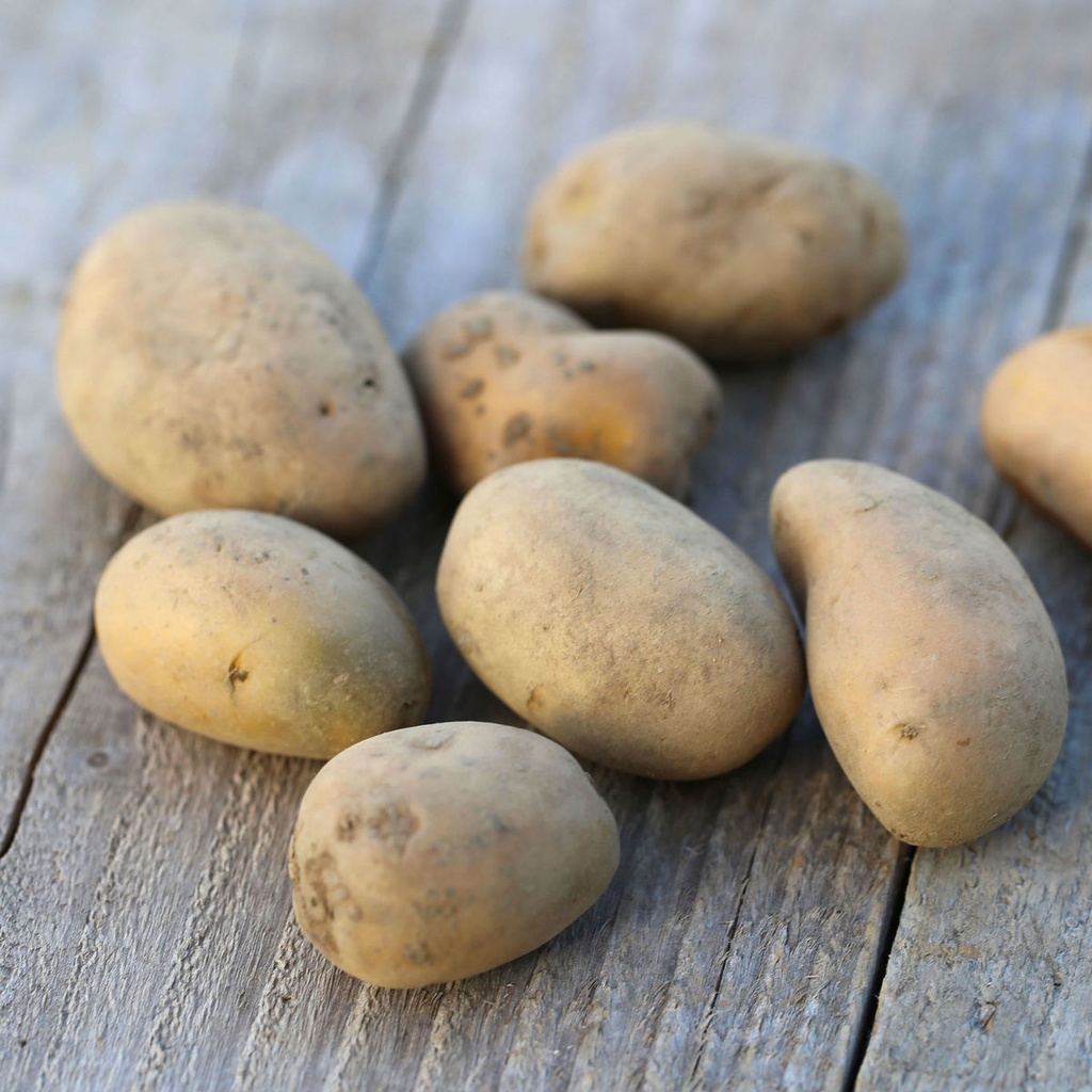 Pomme de terre ferme " allians" BIO - 15 kg 