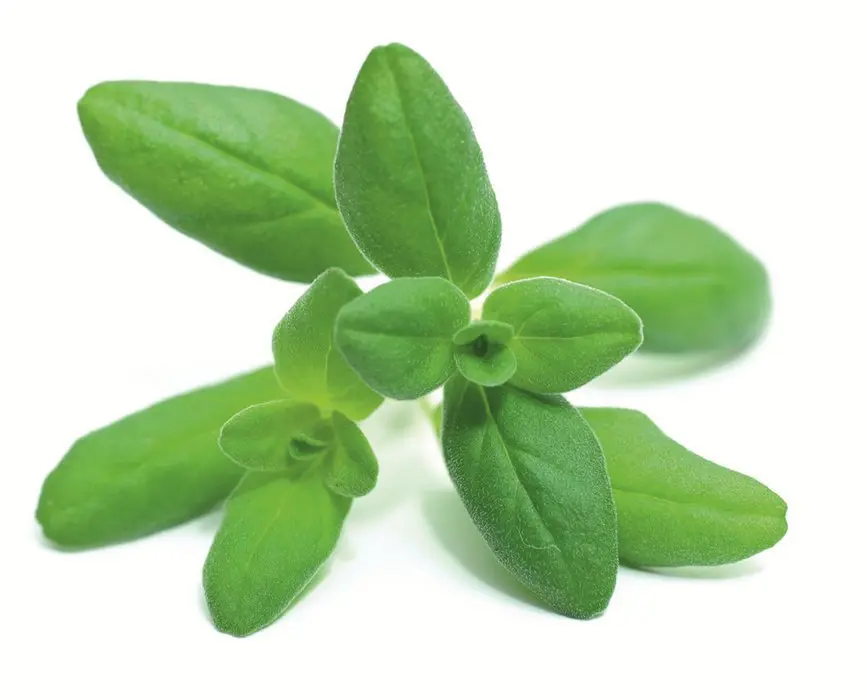 Origan BIO - 10 bouquets 