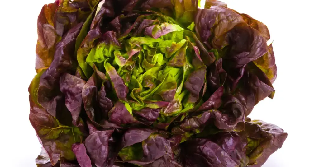 Laitue 4 saisons BIO - 6 Pc 