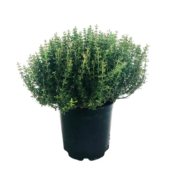 Plant aromatique - Thym BIO ( pot 9/9 )