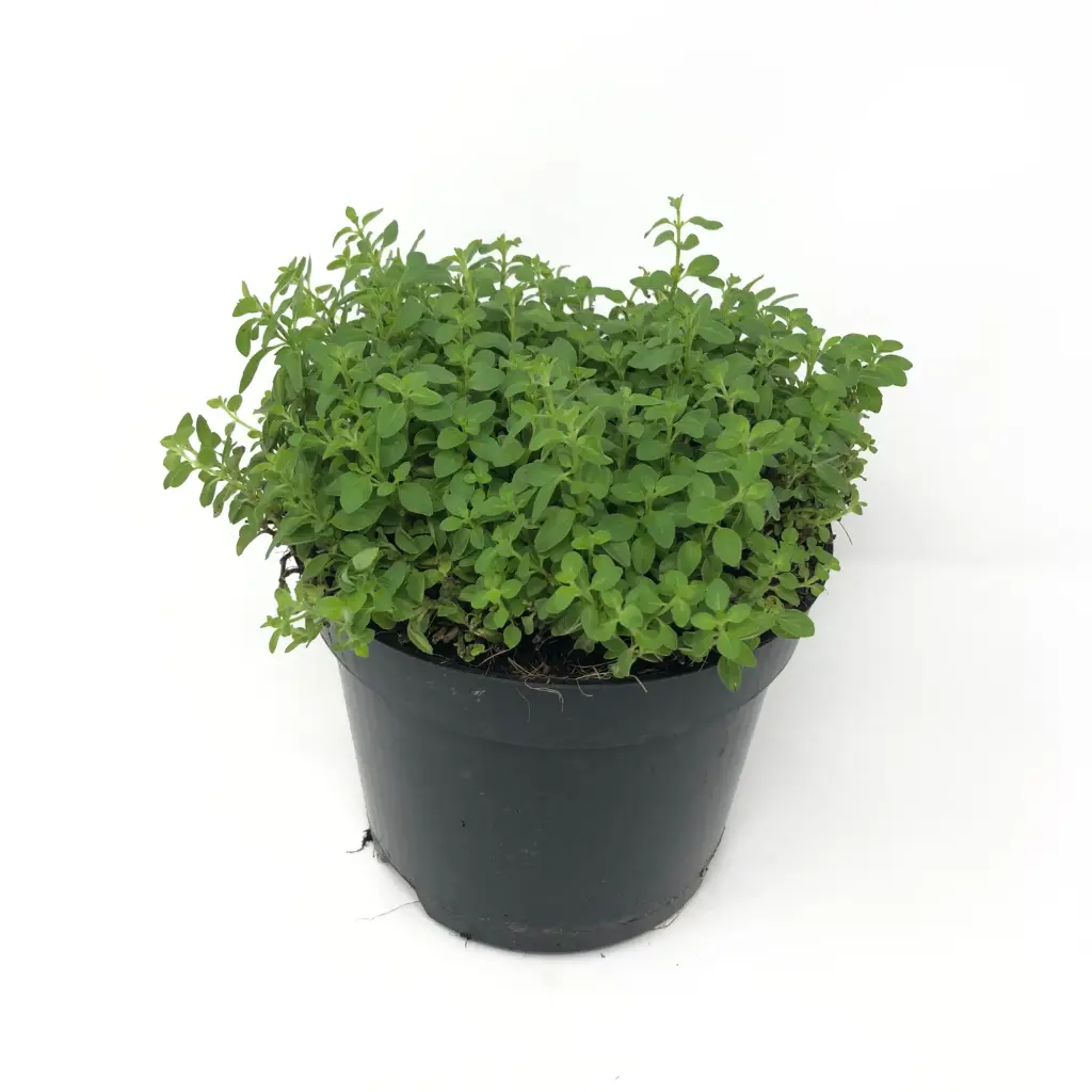 Plant aromatique - Origan BIO  ( Pot 9/9)