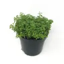 Plant aromatique - Origan BIO  ( Pot 9/9)