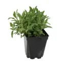 Plant aromatique - sauge BIO (pot 9/9 )