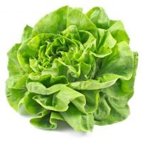 Laitue Pommée Verte BIO - 8 Pc 
