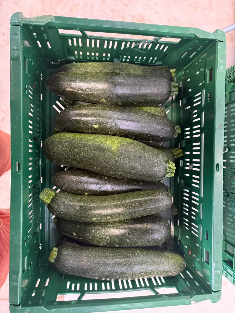 Courgette Allongée Verte  abimée  BIO - 5 Kg 