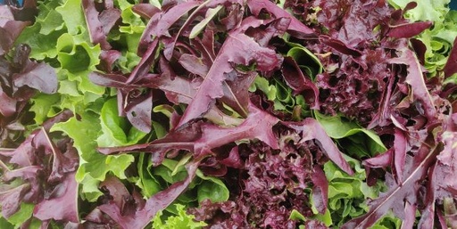 Mesclun BIO
